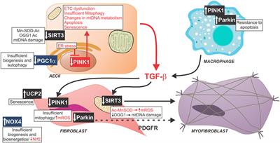 Idiopathic Pulmonary Fibrosis: Aging, Mitochondrial Dysfunction, and Cellular Bioenergetics